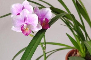 室内光照不够怎么养植物花草（解决室内光照不足问题的有效方法）