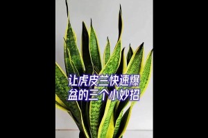 虎皮兰怎么养爆盆？（用这些技巧让虎皮兰在盆里“炸出花海”）