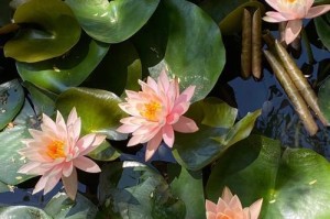 荷花的发芽过程（探秘荷花开放的奥秘，从发芽开始）
