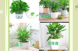 大叶绿萝的浇水技巧（掌握合适的浇水方法，让大叶绿萝茁壮成长）