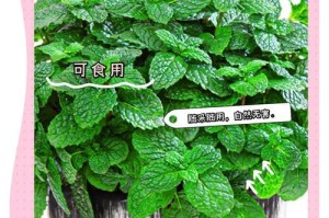 如何催芽薄荷种子（从购买到种植，一步步教你种出香气浓郁的薄荷）