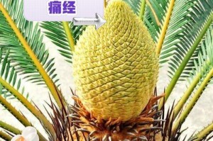 盆栽铁的繁殖技巧——快速增殖盆栽铁的方法（掌握关键步骤，轻松扩大你的盆栽铁家族）