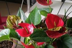 鸟巢花的冬季养护指南（温暖）