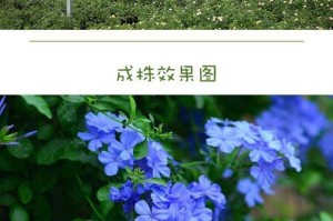 蓝雪花是什么植物？（探究蓝雪花的种类和生命特征，多年生吗？）