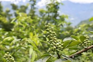 花椒（揭开花椒的神秘面纱，探究其药用价值与种植方法）