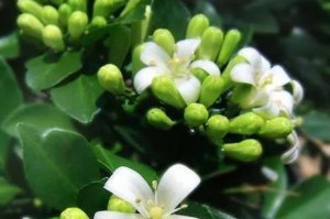 九里香浇水的正确方法（让九里香茁壮成长的秘诀）