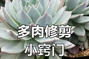 火炬多肉修剪的技巧与方法（打造精致多肉盆栽，从修剪开始）