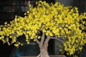 迎春花盆景（以迎春花打造吉祥盆景，增添生活的美好与喜庆）