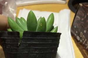 佛手花叶子为何会打蔫？（探究佛手花叶子失去水分的原因及其影响）