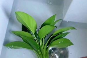 金钻水培指南——打造独具魅力的室内装饰（从选材到养护，全方位解析金钻水培方法与注意事项）