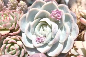 乒乓福娘的种植方法与土壤选择（如何选择合适的土壤种植乒乓福娘？）