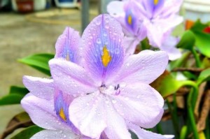 露天水池花卉栽培技巧（打造美丽的庭院花园）