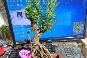 石榴树的盆栽要点（如何选择适合的花盆，让石榴树茁壮成长）