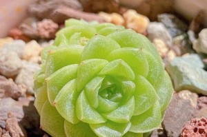 豆瓣绿掉叶子，如何抢救？（豆瓣叶子绿萎，植物爱好者教你如何抢救）