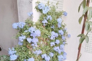 蓝雪花适合种在深盆还是浅盆？（选择适合的盆器，打造蓝雪花的优美生长环境）