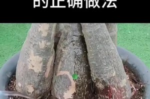 如何科学浇水养护平安寿（合理浇水，让平安寿常青如春）