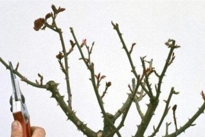 桂花修剪的技巧与方法（打造美丽的桂花盆景，轻松掌握修剪艺术）