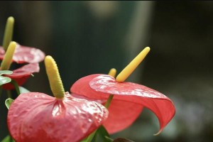 鹅掌木开花的奇妙之旅（探秘鹅掌木的神奇开花过程）