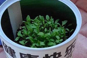 如何配制适合盆栽蔬菜的土壤？