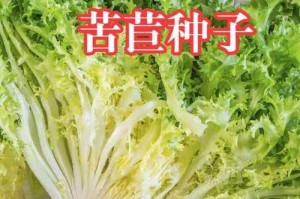 苦菊种植时间选择及注意事项（合适的月份、温度、土壤和光照条件）