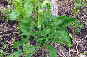 探秘天南星科植物（了解天南星科植物的特征及种类）