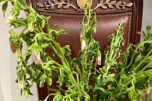 花蔫了怎么救？——提升花卉生命力的秘诀（逆袭花卉枯萎，拯救方法大揭秘！）