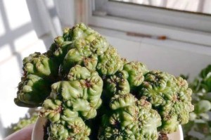 以山影拳怎么才开花（探索山影拳开花的关键和技巧）