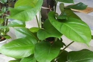 寒冬养护之大树绿萝（天寒地冻，怎么让大树绿萝依然茁壮？）