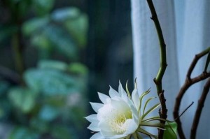 昙花（昙花种子的奇妙转变与生长之路）