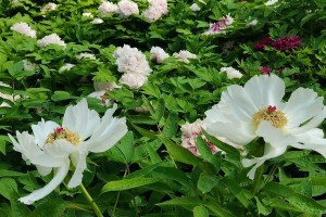 牡丹海棠（一年开几次花？花期有多长时间？）