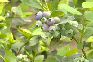 蓝莓的成熟季节和上市时间