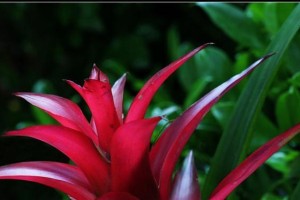 以吊兰绿菠萝花怎么养（室内绿植新宠，打造清新生活空间）