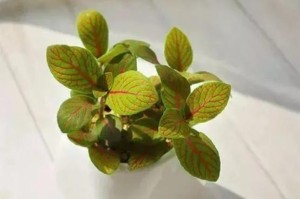 水培网纹草养护指南（打造清新自然的水景花园，让网纹草成为点缀）