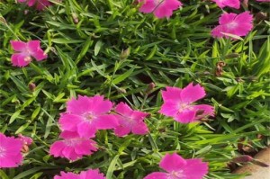 公园绿化花卉品种大揭秘（以多样性打造美丽园林花卉种植技巧与养护方法一网打尽）