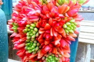 连花肉肉，绿意盎然的多肉植物世界（探索连花肉肉之美，感受自然与生命的奇妙）