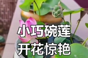 碗莲的文化与历史（探寻碗莲的由来与演变）