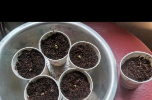 黄瓜种植周期及注意事项