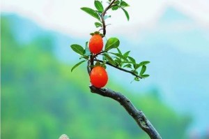 打造完美的金蛋子盆景（养护技巧、）