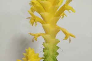 斑马花烂叶子边的护理方法（保持斑马花叶子健康的关键要点）