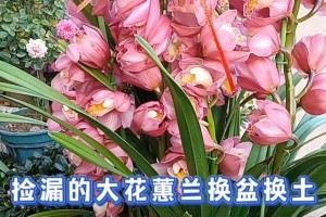 兰花花期管理全解析（掌握兰花花期管理方法，提高兰花养护技巧水平）