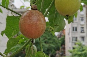 湖南种植百香果树是否可行？（探究湖南种植百香果树的优势与难点）