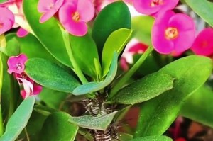 虎刺梅花繁殖的技巧与方法