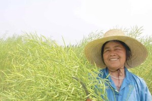 油菜发芽和生长时间详解（了解油菜种子发芽和成长周期的关键细节）