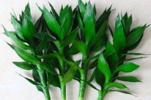 以荷花竹没有根怎么养（无根荷花竹的生长技巧及注意事项）