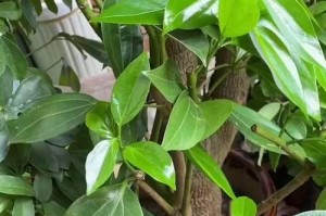 打造美丽平安树的修剪方法与技巧（掌握平安树修剪的技巧，让你的花园更加美丽）