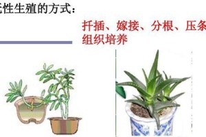 无性繁殖的植物大揭秘（探究无性繁殖的原理与应用）