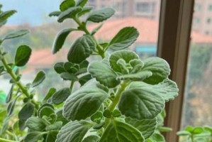 碰碰香花掉叶怎么办？（解决碰碰香花掉叶问题的有效方法）