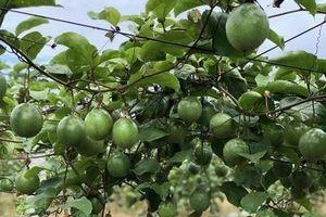 湖南能种植百香果吗？（百香果树的适应环境和种植要点）