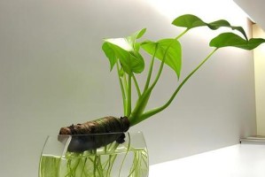 滴水观音（用水滴造就观音菩萨，赋予生命的神奇实践）