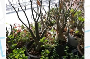 光棍树花的养殖技巧（打造花枝招展的光棍树花园，轻松享受独特花卉魅力）